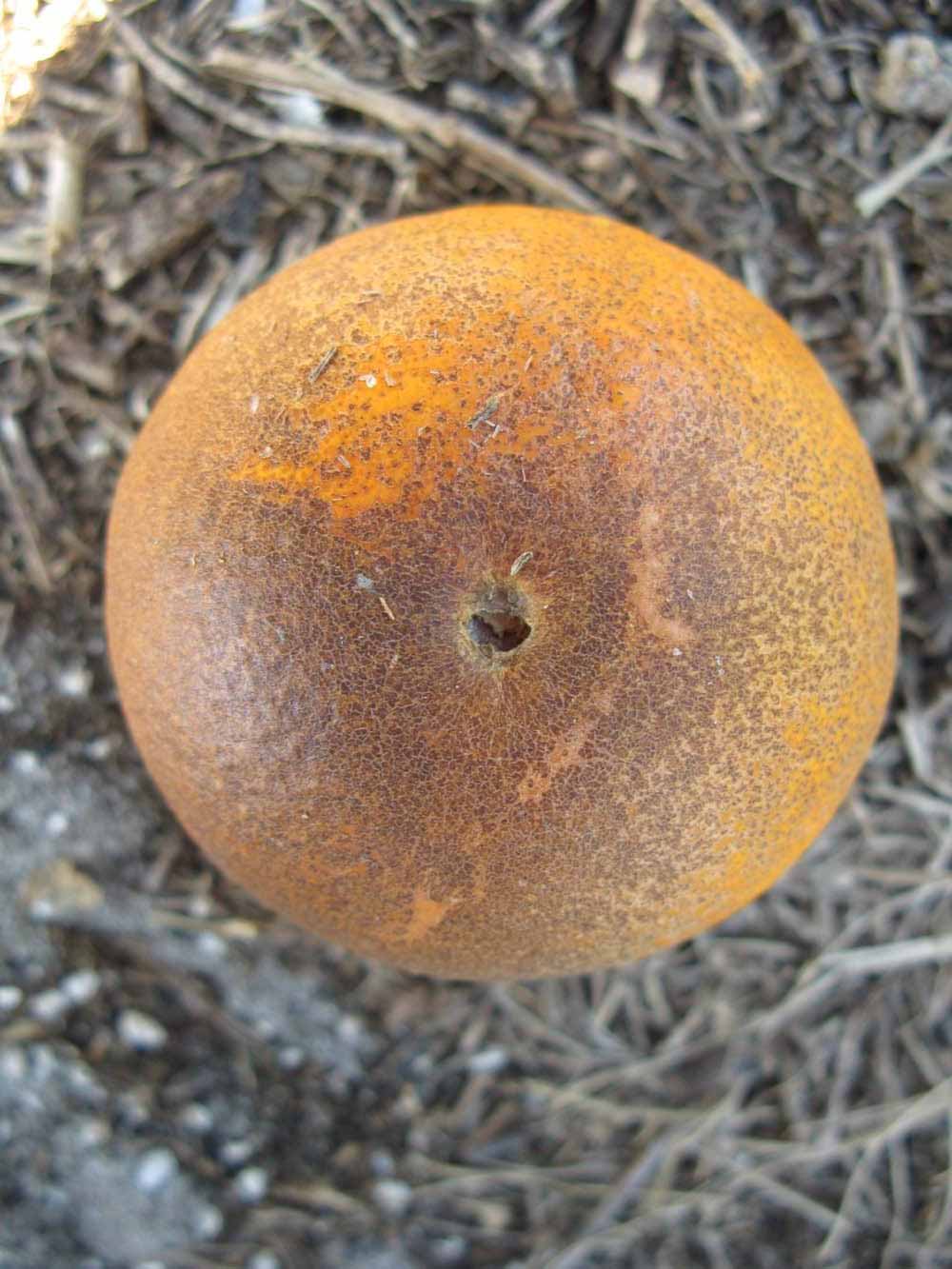              Fruit (Winter Haven, FL)       